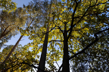 Oak tree in autumn leaf fall in sunny weather