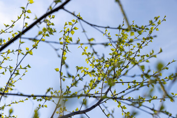 young birch with new green leaves in the spring season