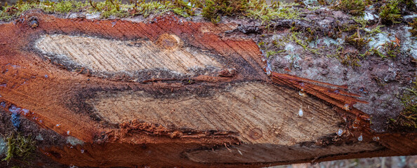motif sur tronc d'arbre coupé en forêt 
