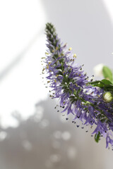 macro of veronica spicata wild flower