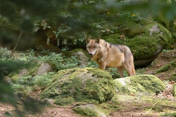 gray wolf (Canis lupus) standing in the forest. Wildlife scene with a adult wolf.