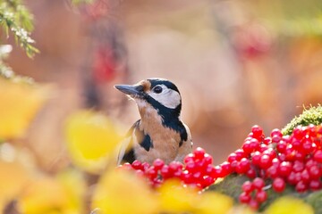 Beautiful artistic photo with a great spotted woodpecker in the autumn forest. Dendrocopos major
