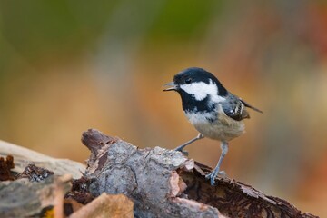 Autumn scene with a cute coal tit. Periparus ater. Titmouse in the nature habitat. A woodland tit sits on a piece of tree bark.