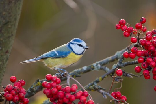 Wildlife scene with a cute blue tit. Cyanistes caeruleus. A cute titmouse sitting on a rowan twig.
