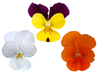 Muurstickers 紫・黄色、白、オレンジ色、色とりどりのパンジーの花 © kmk.m