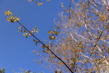 foliage on a linden tree in the spring season