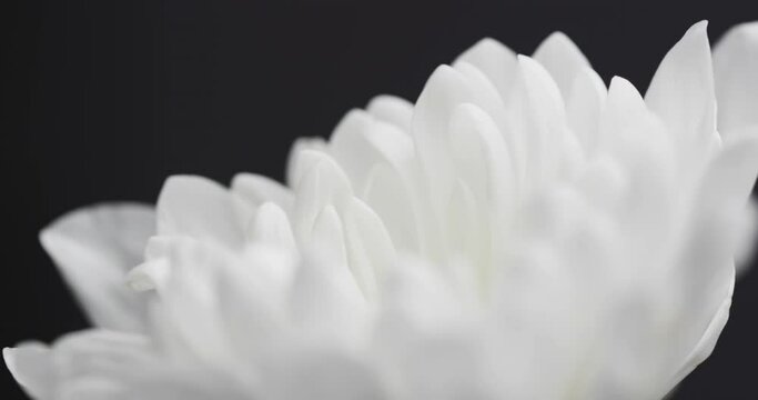 Micro video close up of white flower with copy space on grey background