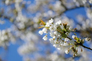 Arbre en fleurs au printemps