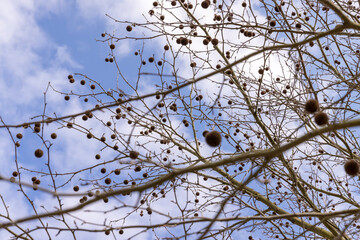 sycamore tree with hanging balls in early spring