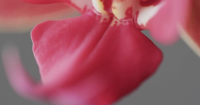Micro video close up of pink orchid flower with copy space on grey background