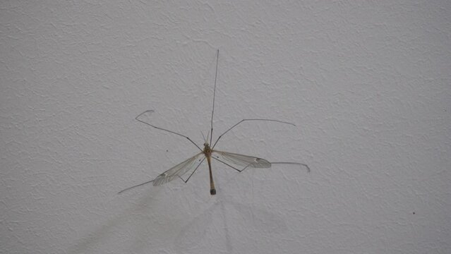 a Tipulidae insect,a Prionocera insect sits on the wall