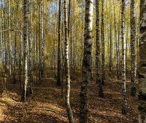 Autumn forest with a large number of birch trees