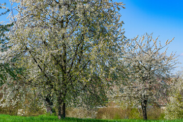 Arbre en fleurs au printemps