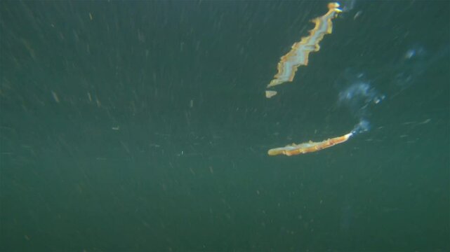 Worm Polychaeta Nereis virens (Alitta virens) from family Nereididae. Swims in water column and throws sperm during spawning for reproduction. White Sea