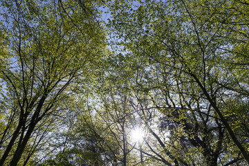deciduous trees in the forest in the spring season
