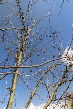 sycamore tree in sunny weather in early spring