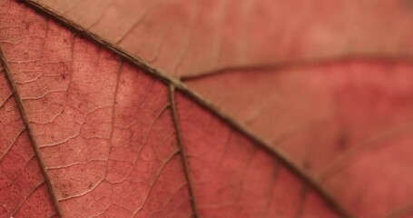 Micro video of close up of orange leaf with copy space