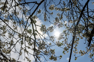 cherry blossoms in the orchard in spring