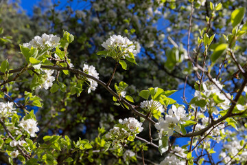 green foliage on a pear tree in spring bloom