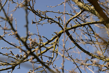leafless deciduous trees in the spring season