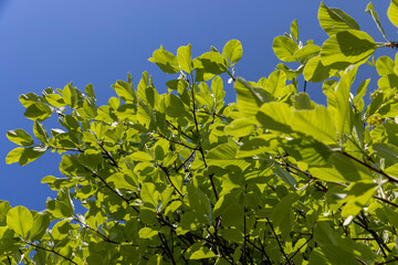 deciduous trees in the spring season in sunny weather