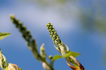 the branches of the bird cherry tree in the spring season