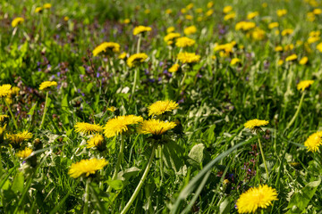 spring yellow dandelions in sunny weather, close-up