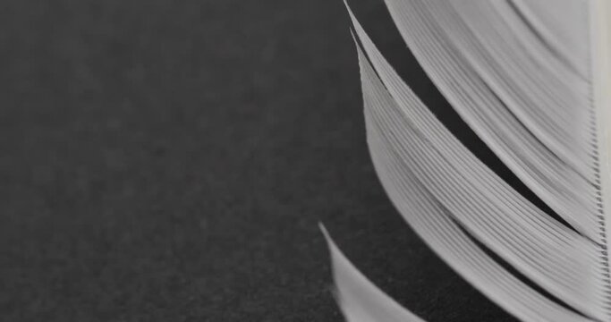 Micro video of close up of feather with copy space on black background
