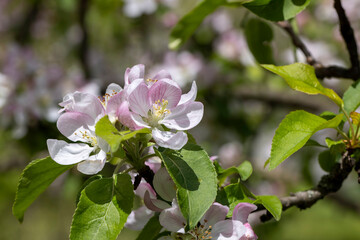 white and pink apple blossoms during spring flowering