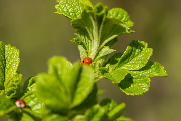 green foliage on a rosehip bush in spring