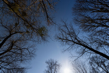 leafless deciduous trees in the spring season
