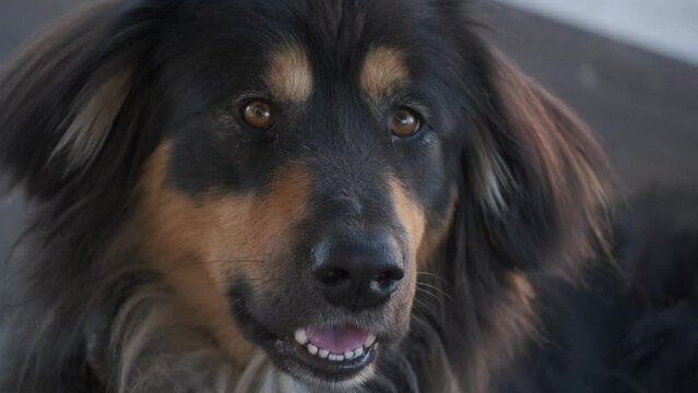 Close up portrait of black guard dog laying outdoor. Mongolian dog or bankhar breed. 
