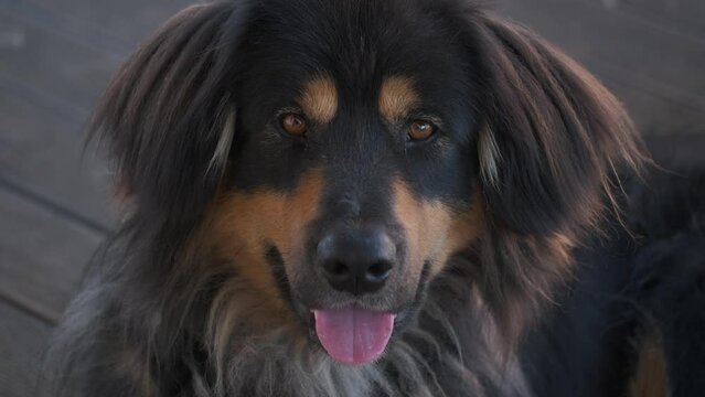 Close up portrait of black guard dog laying outdoor. Mongolian dog or bankhar breed. 