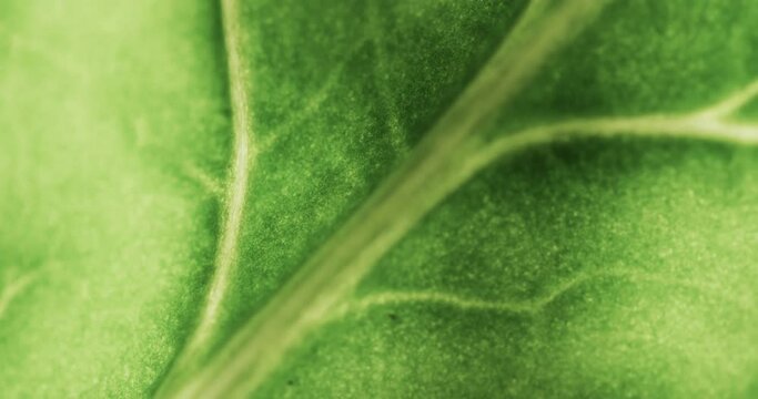 Micro video of close up of green leaf with copy space