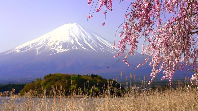 山梨県　河口湖畔から見た富士山とピンクの枝垂れ桜