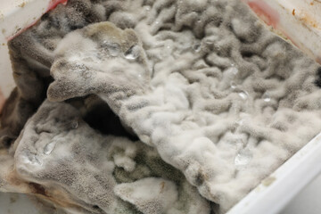 Mold, fungus on food close-up, dangerous to health.