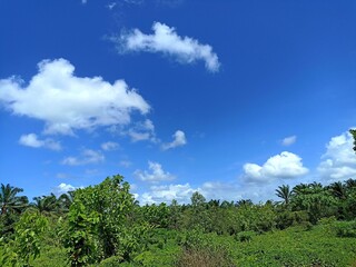 Obraz premium trees and sky