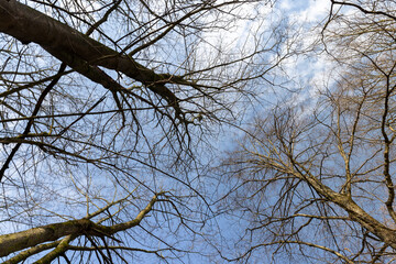 trees of different varieties in the spring season