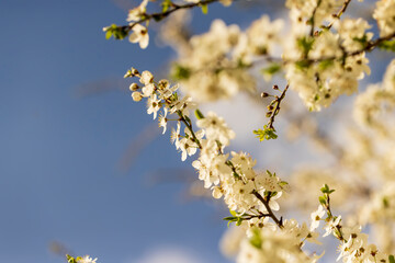 cherry in the orchard blooms with white flowers