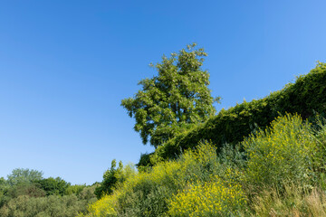 Obraz premium the acacia tree is white with green foliage during flowering in spring