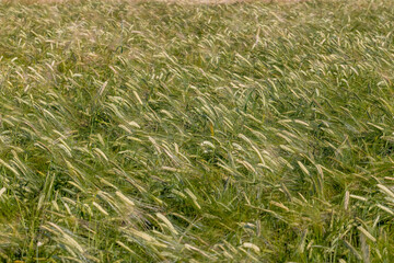 An agricultural field where ripening cereal wheat grows