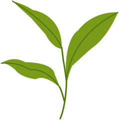 Green Tea Icon