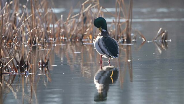 Mallard duck cleaning its feathers in the lake with beautiful reflection.