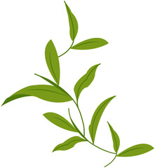 Green Tea Leaf Icon