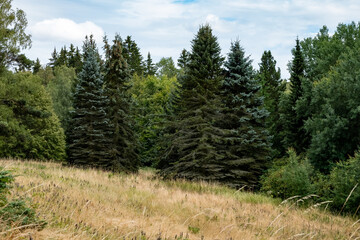 idyllic forest landscape with sky