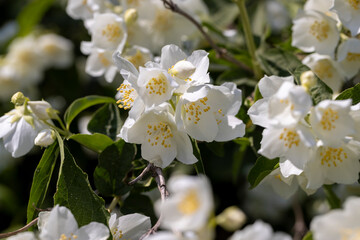 blooming white flowers jasmine bush in the spring season