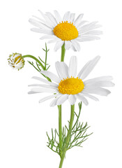 Chamomile flower isolated on white or transparent background. Camomile medicinal plant, herbal medicine. Two chamomile flowers with green leaves. - obrazy, fototapety, plakaty