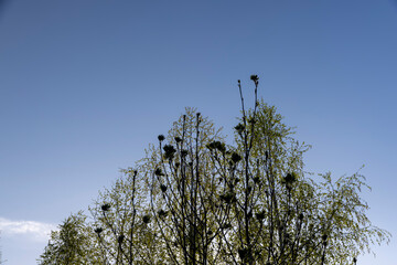 birches with new foliage in the spring season