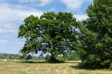 old tall oak with green foliage during drought