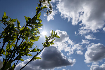 green foliage and cherry blossoms on trees during spring flowering